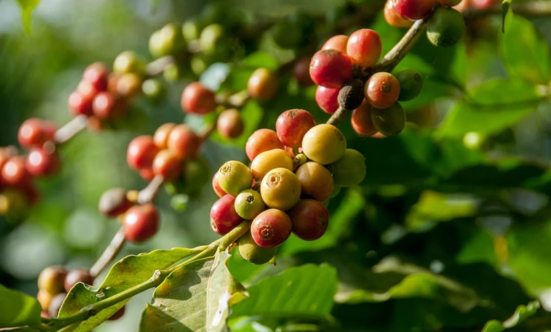 コーヒー豆が当店に届くまで